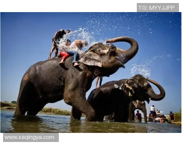 杭州极限运动队协作能力深度对比分析及其对赛事表现的影响探讨MBA 杭州极限运动队协作能力深度对比分析及其对赛事表现的影响探讨MBA